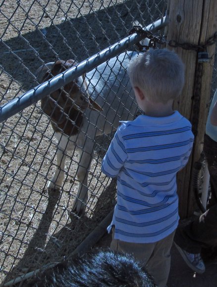 goat - benjamin (2)