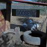 goose