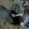 pig - hope