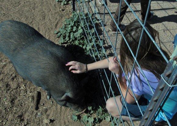 pig - hope