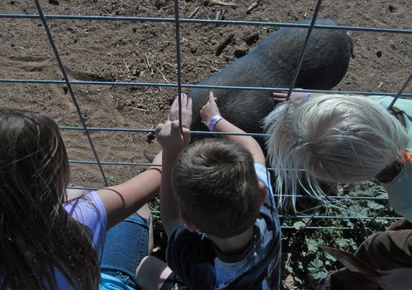 pig2