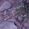 07 flowers