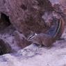 27 rock squirrel2