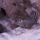 27 rock squirrel2