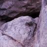 27 rock squirrel