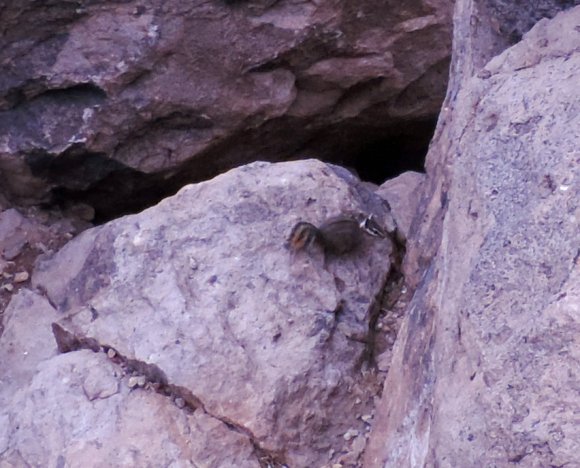 27 rock squirrel