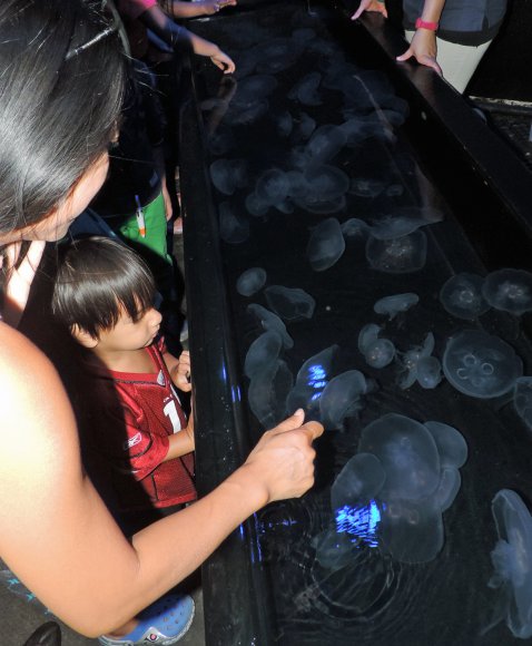 03 jellies
