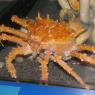 04 crab