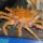 04 crab