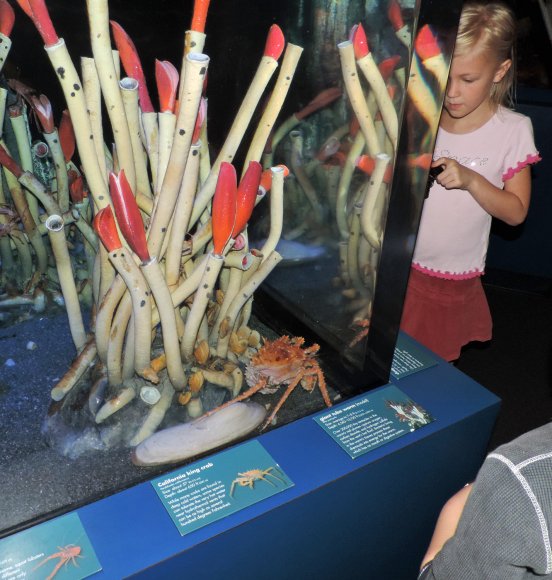 04 tube worm hannah