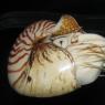05 nautilus