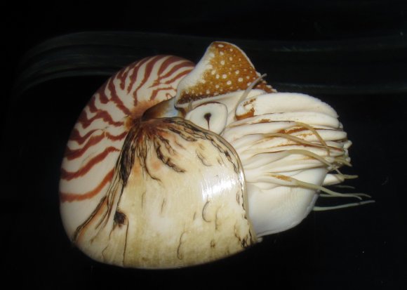 05 nautilus