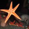05 sea star