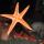 05 sea star