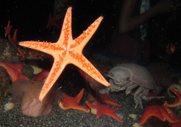 05 sea star