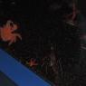 06 fuzzy crab