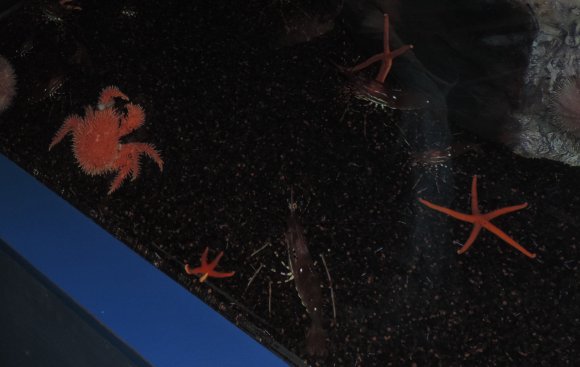 06 fuzzy crab