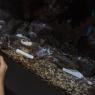 10 shark egg sack