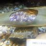 10 shark egg
