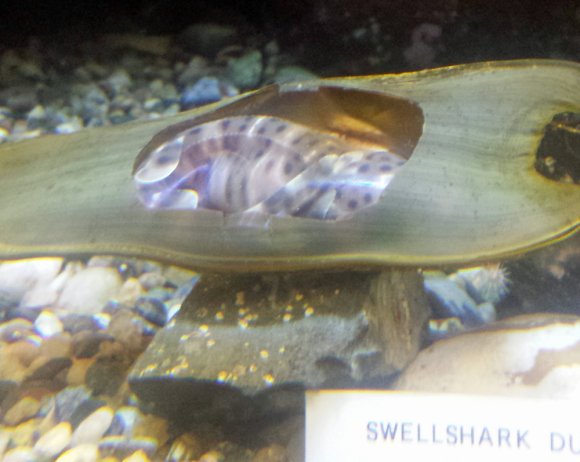 10 shark egg