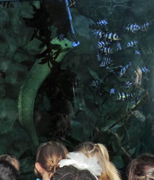 11 eel