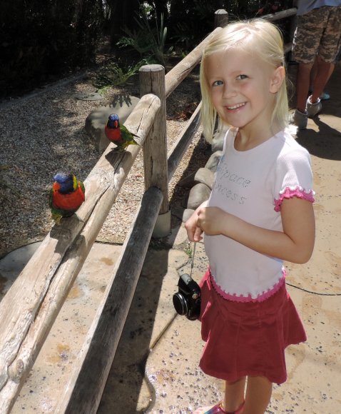 16 lorikeet hannah
