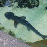 19 shark