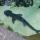 19 shark