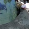 26 sharks hannah benjamin