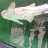 27 shark