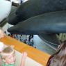 31 hannah benjamin whale