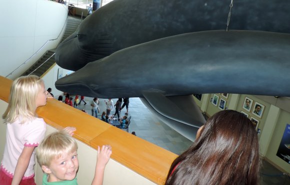 31 hannah benjamin whale