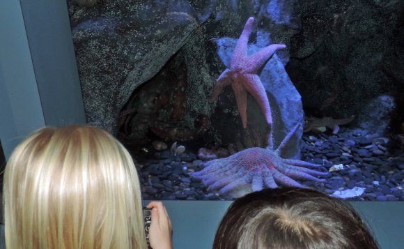 34 octopus and sea stars