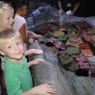 35 hannah benjamin urchins and sea stars