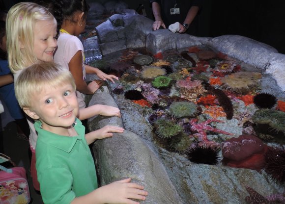 35 hannah benjamin urchins and sea stars