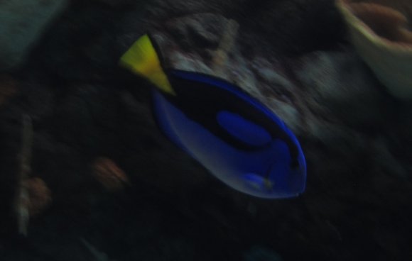 41 dori