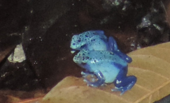 42 tree frogs