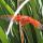 dragonfly close