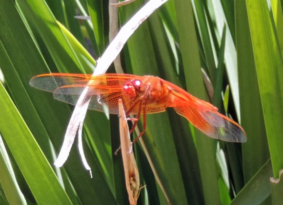 dragonfly close