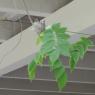 humming bird nest