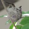 humming bird