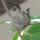 humming bird