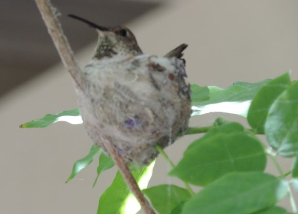 humming bird