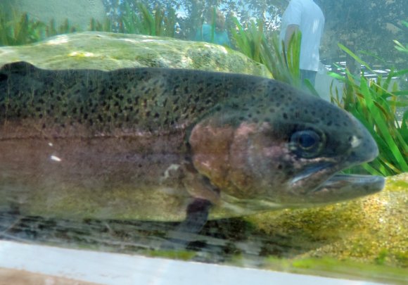 19 steelhead