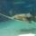 20 sawfish