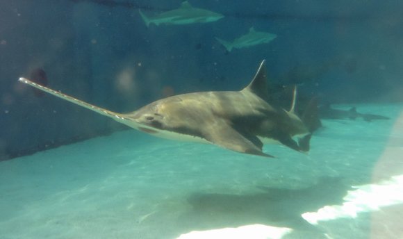 20 sawfish