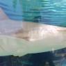 22 shark