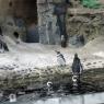 29 penguins