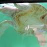 41 sea turtle