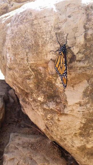 12 butterfly and cocoon